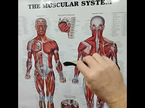 ErgonX Slimline Insoles: Arch Support for Slim Shoes